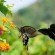 swallowtail butterfly dancing courting