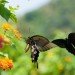 swallowtail butterfly dancing courting