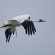 flying_whooping_crane
