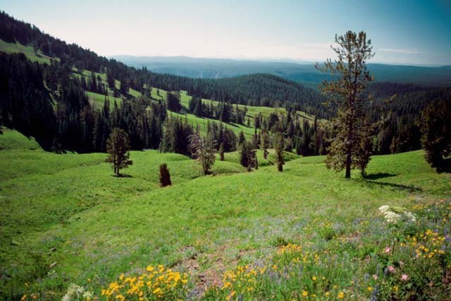 forest_landscape yellowstone national park wyoming
