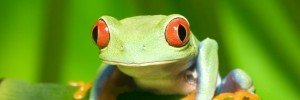 frog frog