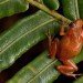 macaya breast spot frog haiti macaya breast spot frog