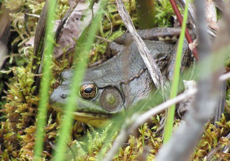 frog