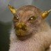 tube nosed fruit bat nyctimene sp piotr naskrecki Tube nosed fruit bat, nyctimene sp