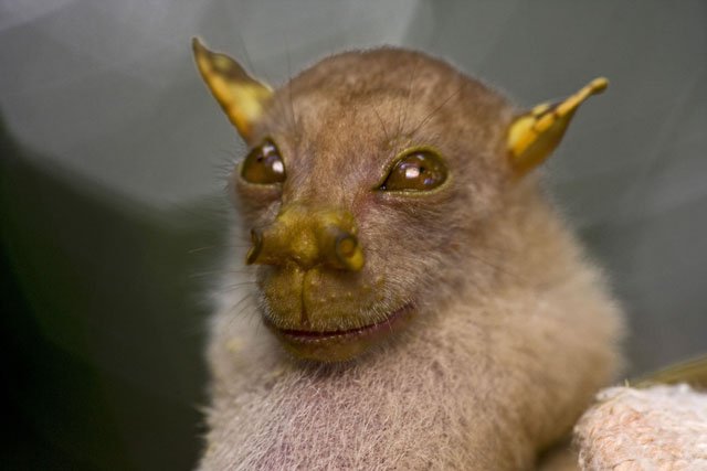 tube nosed fruit bat nyctimene sp piotr naskrecki Tube nosed fruit bat, nyctimene sp