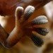 gecko foot on glass