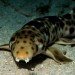 walking shark hemiscyllium galei gerald allen Walking Shark, Hemiscyllium galei