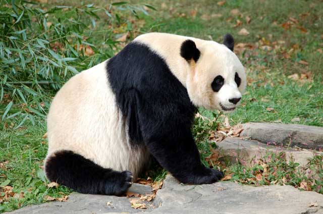 giant panda