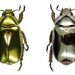 chrysina aurigans, chrysina limbata, beetles, Costa Rica,