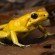 golden poison dart frog