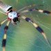 Golden Silk Orb-weaver Golden Silk Orb-weaver, Nephila clavipes