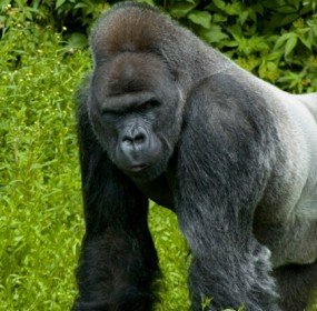 gorilla