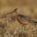 bar tailed godwit