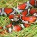red milksnake, Lampropeltis triangulum syspila