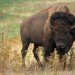 plains bison