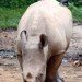white rhinocerous