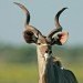 greater kudu close up greater kudu