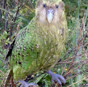 kakapo parrot bird