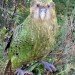 kakapo kakapo parrot bird