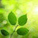 green leaves in deep forest green leaves in deep forest