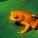Golden toad golden toad