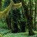 green rainforest