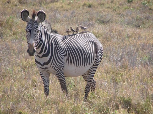 Grevys Zebra Grevys zebra LEWA Kenya Africa grassland
