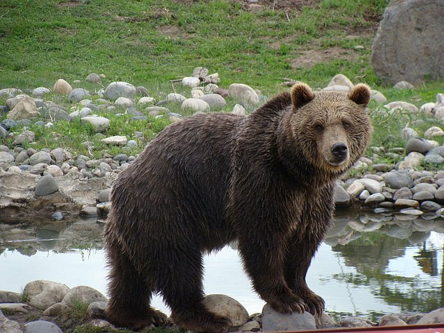 grizzly_bear_ilashdesigns grizzly bear