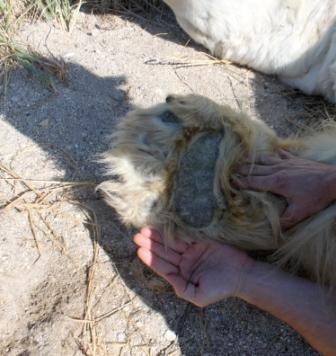 Size of polar bear paw compared to adult man Bear paw