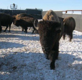 plains bison in old man on his back
