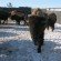 handling_pen_stare_down plains bison in old man on his back
