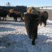 handling_pen_stare_down plains bison in old man on his back