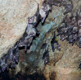 Group of bats in the undergorund cave bat cave colony disease white nose syndrom WNS