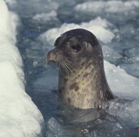 harbour seal harbour seal