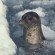 harbour seal harbour seal