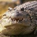 Cuban crocodile cuban crocodile