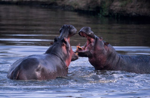 Hippos In Water. hippos fighting water