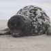 hooded seal cysophora cristata