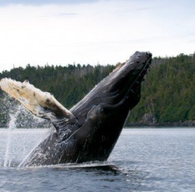 humpback_whale