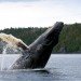 humpback_whale humpback_whale