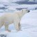polar bear ice