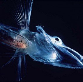 icefish