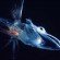 icefish