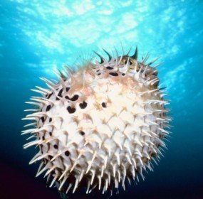 pufferfish