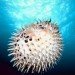 inflated puffer fish pufferfish