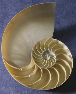 inside a nautilus shell inside nautilus shell chambers
