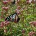 butterfly and flower in Japan Japan, butterfly, flower, plants