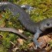 jefferson_salamander
