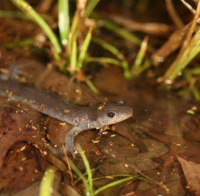 jefferson salamander in a pond