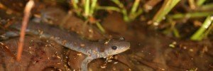 jefferson salamander in a pond